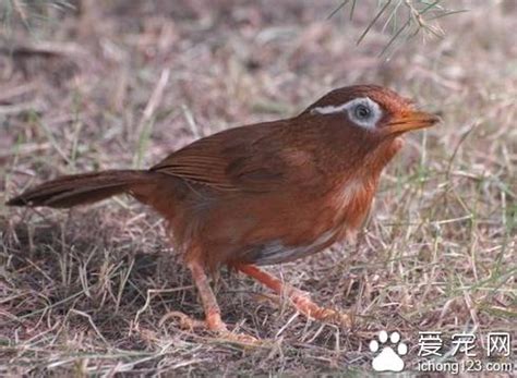 畫眉鳥可以養嗎|畫眉鳥怎麼養？教你正確飼養方法